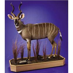 LESSER KUDU FULL-BODY MOUNT