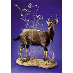 SOUTHERN NYALA FULL-BODY MOUNT