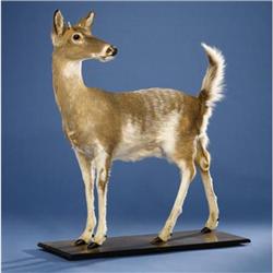 PIEBALD WHITE-TAIL FULL-BODY MOUNT