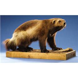 WOLVERINE FULL-BODY MOUNT