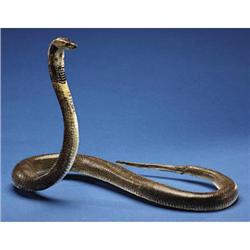 BLACK-NECKED SPITTING COBRA