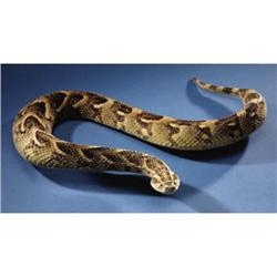 AFRICAN PUFF ADDER