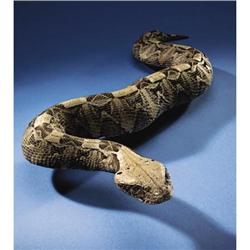 GABOON VIPER