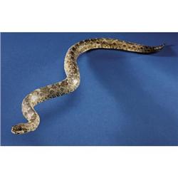 SAW-SCALED VIPER
