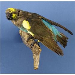 MEYER'S PARROT