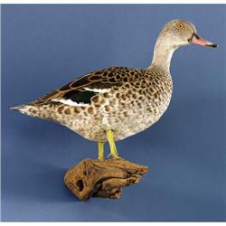 AFRICAN CAPE TEAL