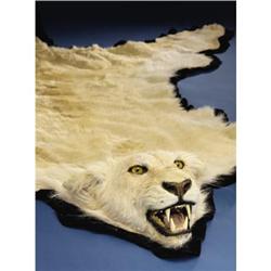 RARE ALBINO AFRICAN LIONSKIN RUG