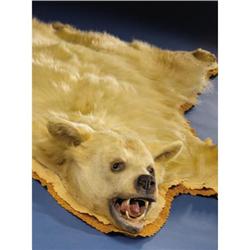 RARE KERMODE BEARSKIN RUG