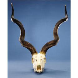 GREATER KUDU SKULL