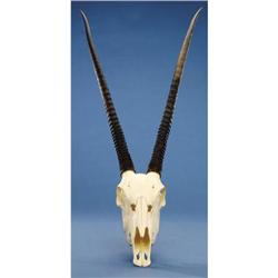 KALAHARI GEMSBOK SKULL