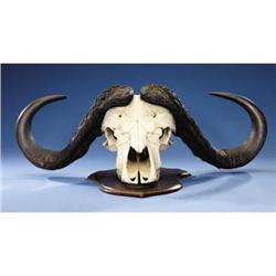 CAPE BUFFALO SKULL