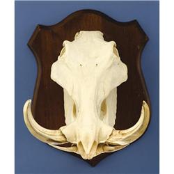 RECORD WARTHOG SKULL
