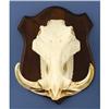 Image 1 : RECORD WARTHOG SKULL
