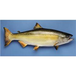 LARGE CHINOOK SALMON