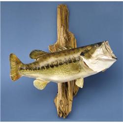 8-POUND TROPHY BLACK BASS