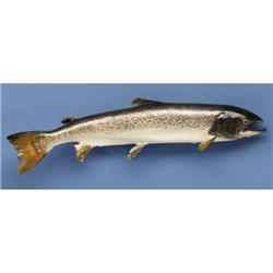 LARGE RAINBOW (STEELHEAD) TROUT