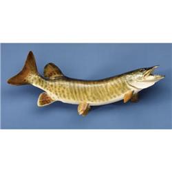 TIGER MUSKIE