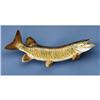 Image 1 : TIGER MUSKIE
