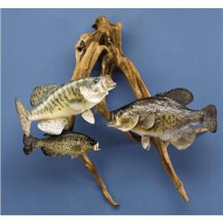 THREE CRAPPIEE FISH MOUNTS