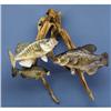 Image 1 : THREE CRAPPIEE FISH MOUNTS