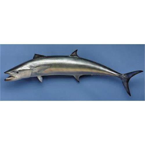 KING MACKEREL REPRODUCTION