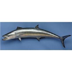 KING MACKEREL REPRODUCTION