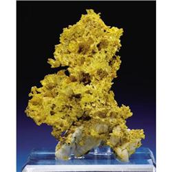 Historic Colorado Gold - "Clancy's" Black Bear