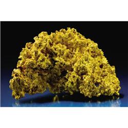 SPECTACULAR "REEF" GOLD NUGGET
