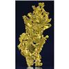 Image 1 : Native Gold Crystals