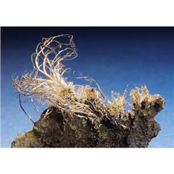 NATIVE WIRE SILVER ON MATRIX