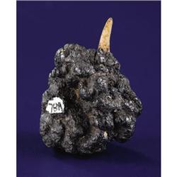 Deep-Sea Manganese Nodule with Fish Tooth