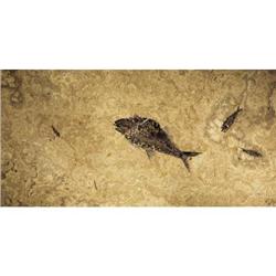 LARGE AND RARE MULTIPLE-SPECIMEN FOSSIL FISH