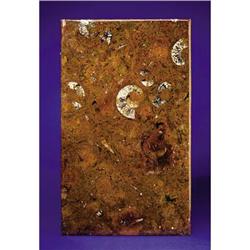 RECTANGULAR FOSSIL TABLETOP
