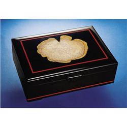 FOSSIL PALM WOOD INLAY BOX