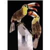 Image 1 : TOUCAN COUPLE on QUARTZ CRYSTAL BASE