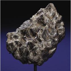 SIKHOTE-ALIN - A WEIGHTY INDIVIDUAL