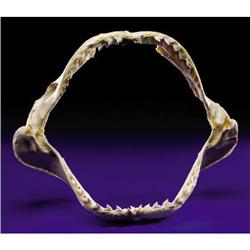 GIANT TIGER SHARK JAW