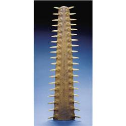 LARGE SAWFISH BILL