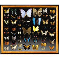 BUTTERFLY DISPLAY CASE