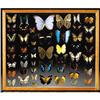 Image 1 : BUTTERFLY DISPLAY CASE