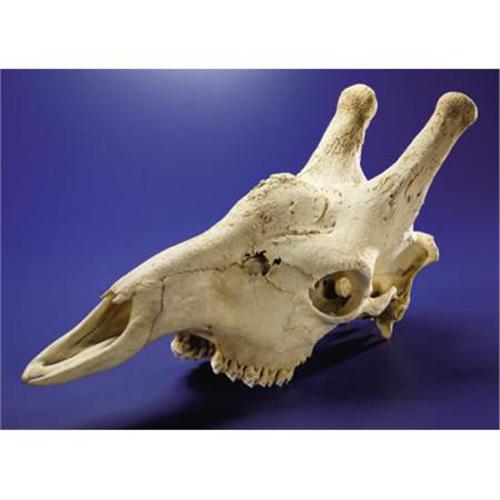 GIRAFFE SKULL