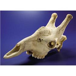 GIRAFFE SKULL