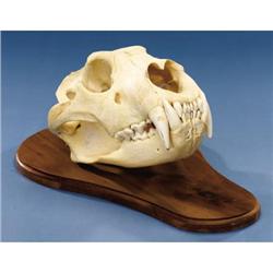 LARGE AFRICAN LION SKULL