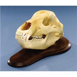 ALASKAN BROWN BEAR SKULL