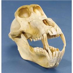 CHACMA BABOON SKULL