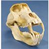 Image 1 : CHACMA BABOON SKULL