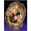 Image 1 : PETRIFIED WOOD SLAB