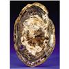 Image 1 : PETRIFIED WOOD SLAB