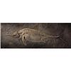 Image 1 : EXCEPTIONAL ICHTHYOSAUR