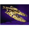 Image 1 : SPECTACULAR MOSOSAURUS SKULL